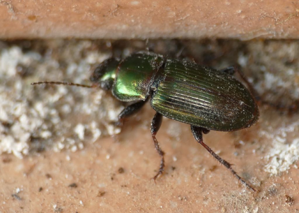 Carabidae: Harpalus distinguendus